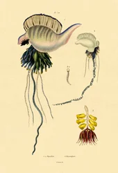 Caravella Portoghese